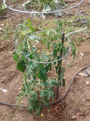 Tomato Plants Wilting  - wilting tomato plant in a cone