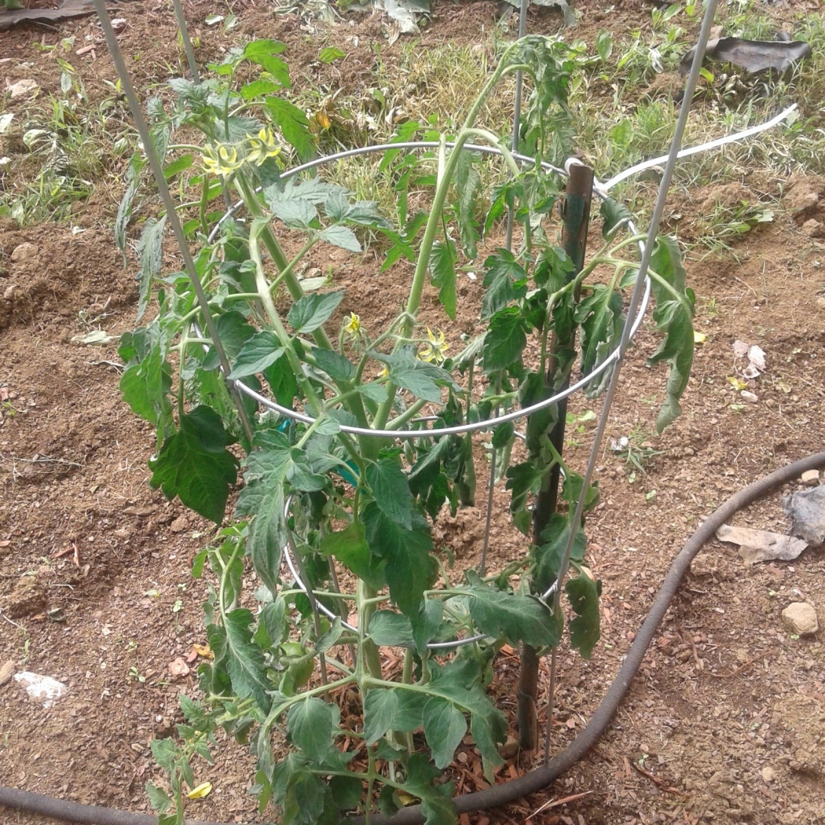 What causes tomato plants to wilt information