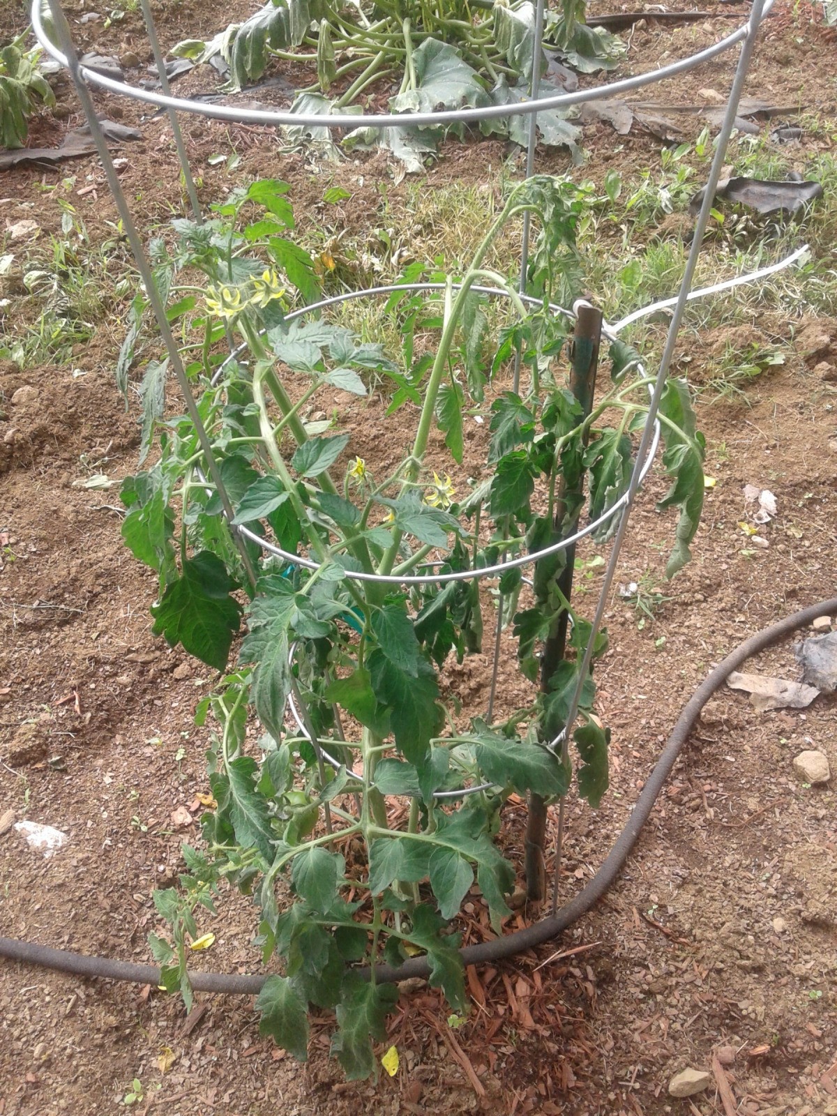 Tomato Plants Wilting Thriftyfun