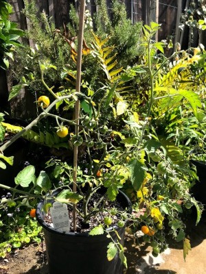 A bamboo stick in a tomato plant.