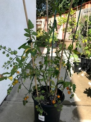 Bamboo sticks holding up a tomato plant.