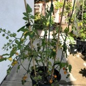 Bamboo sticks holding up a tomato plant.