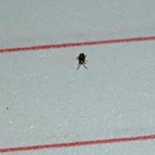 Identifying Tiny Bugs in My House