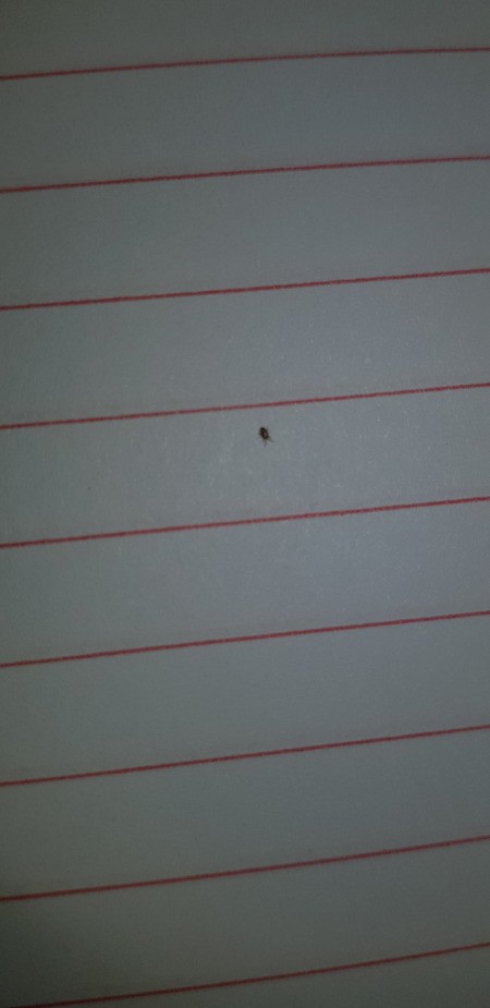 Identifying Tiny Bugs in My House