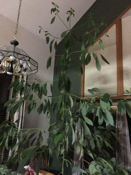Potted Avocado Tree Loosing its Leaves - tall avocado tree