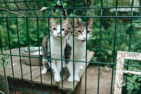 Two cats in an enclosure.