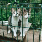 Two cats in an enclosure.