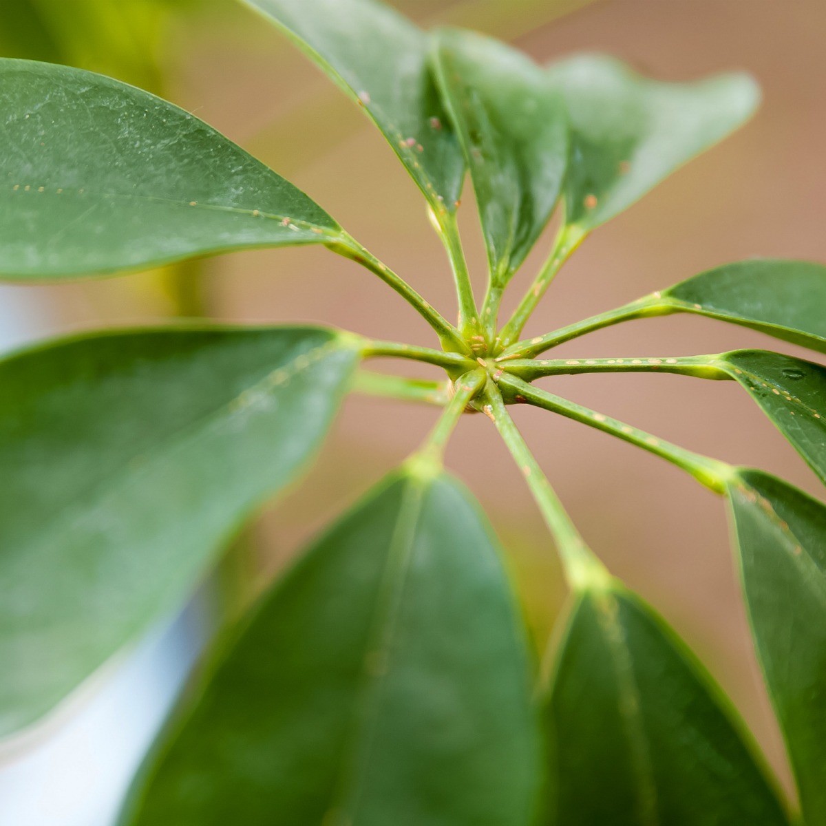 Growing Schefflera (Umbrella Tree) ThriftyFun