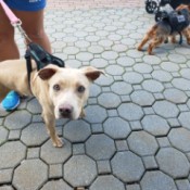 What Breed Is My Dog? - tan dog on a leash