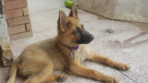 Is My Puppy a Pure Sable German Shepherd? - puppy lying down on patio