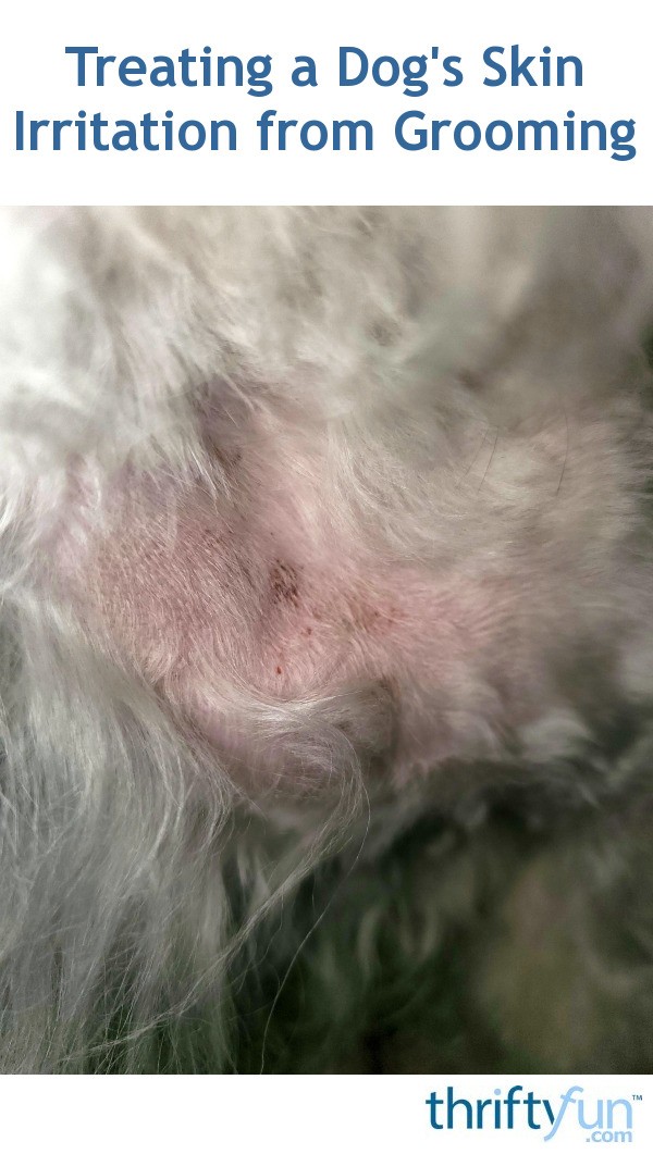 Treating a Dog's Skin Irritation from Grooming? | ThriftyFun