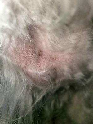 Treating a Dog's Skin Irritation from Grooming? | ThriftyFun