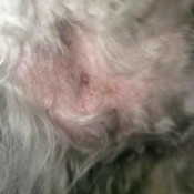 Treating a Dog's Skin Irritation from Grooming
