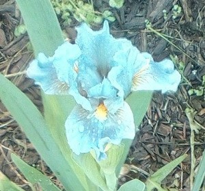 Identifying a Turquoise Iris