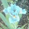 Identifying a Turquoise Iris
