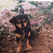 What Is My Chihuahua Mixed With? - black an brown small dog