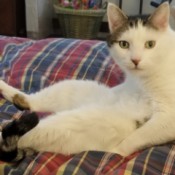 Sweetie Pie (Domestic Shorthair) - cat sitting with legs stretched out in front of his torso