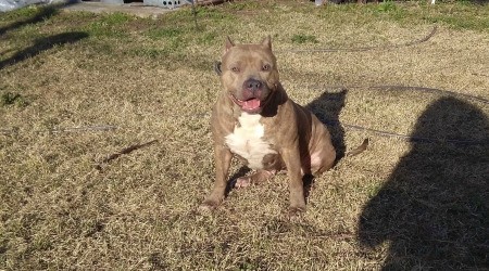 Nevada (Pit Bull) - wide chested brown Pit