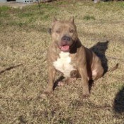 Nevada (Pit Bull) - wide chested brown Pit
