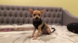 What Is My Chihuahua Mixed With? - dog on the bed