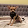 What Is My Chihuahua Mixed With? - dog on the bed