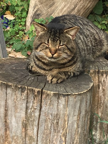 Checkers (Domestic Shorthair) - striped kitty sleeping on a tree stump