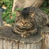 Checkers (Domestic Shorthair) - striped kitty sleeping on a tree stump