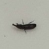 Identifying Household Bugs - long dark bug