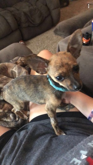 Recovery Time for a Puppy with Parvo - Chihuahua puppy