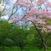 Spring trees in bloom in a park.