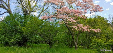 Spring trees in bloom in a park.
