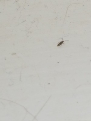 Identifying Household Bugs