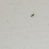 Identifying Household Bugs