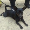 What Is My Chihuahua Mixed With? - black dog on a leash