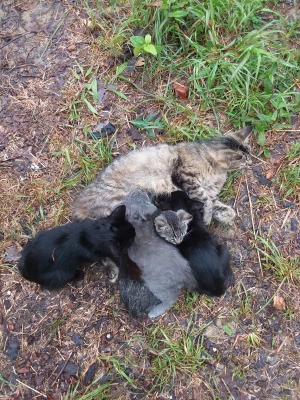 Two Month Old Kittens Nursing Again - kittens nursing