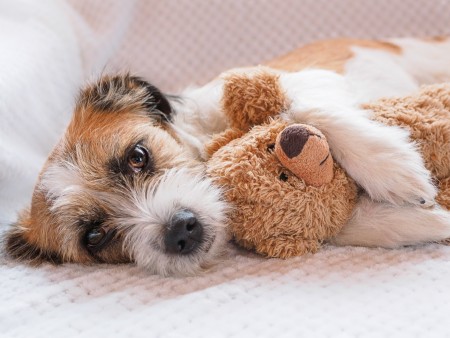 Reuse Stuffed Animals As Dog Toys - terrier with a stuffed bear