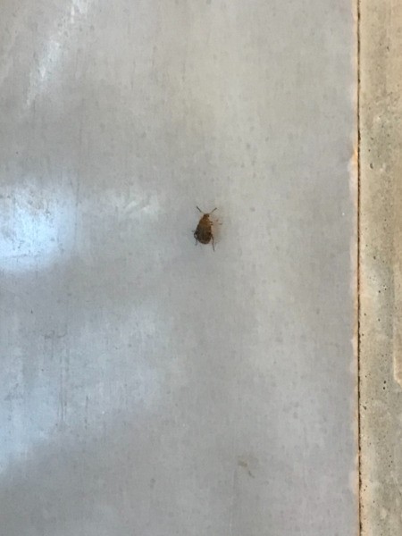 Identifying Small Black/Brown Beetles