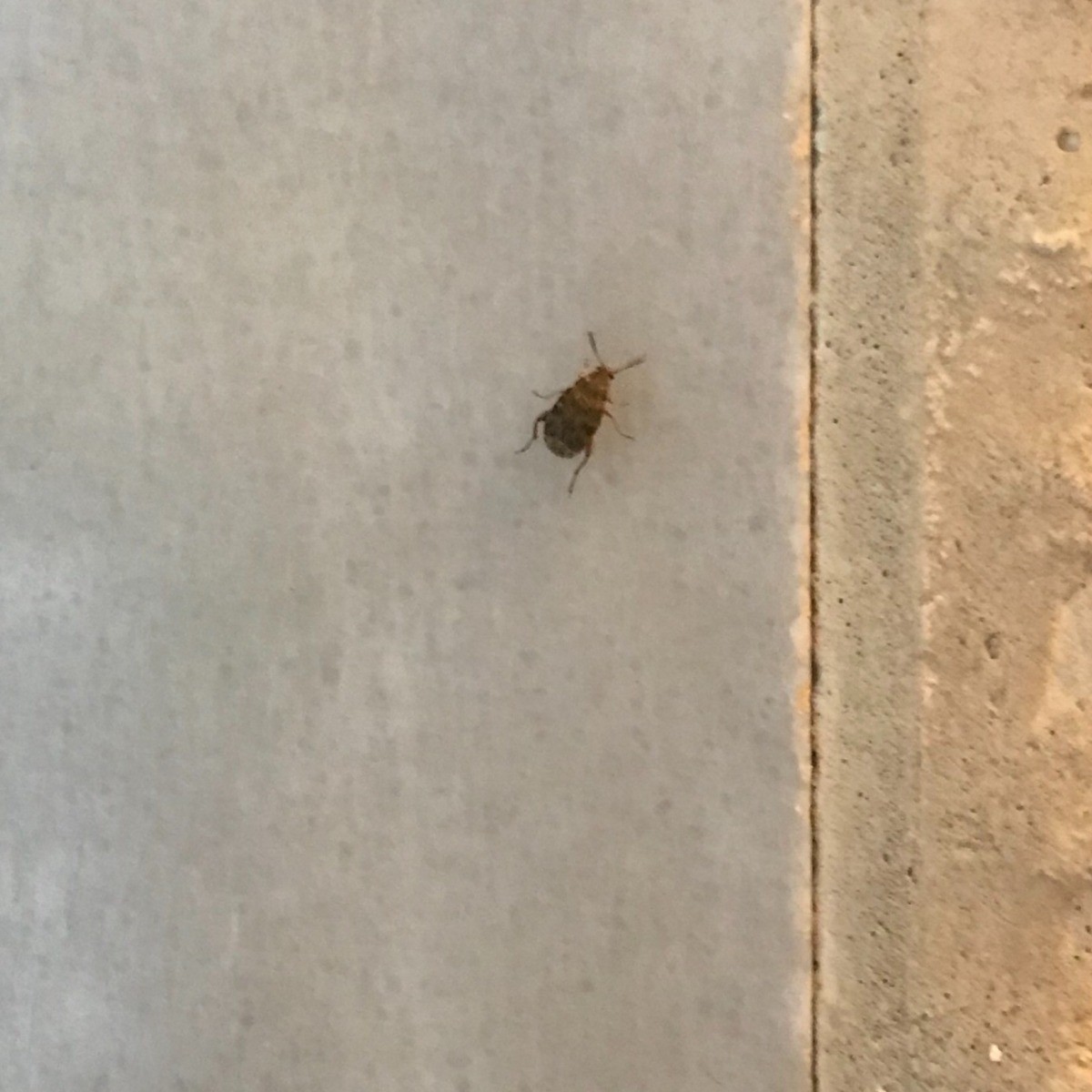 Identifying Small Black/Brown Beetles? ThriftyFun