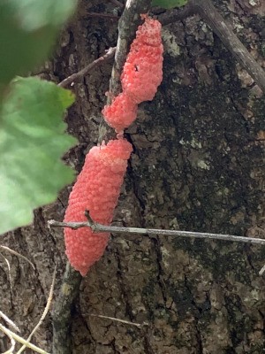 Identifying Insect Eggs - elongated cluster of pink eggs