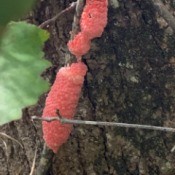 Identifying Insect Eggs - elongated cluster of pink eggs