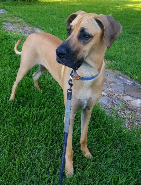 Spencer (Great Dane) - tan dog in the grass on a leash