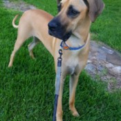 Spencer (Great Dane) - tan dog in the grass on a leash