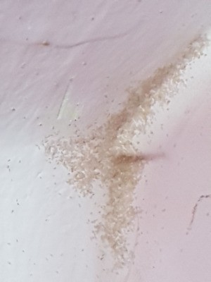 Identifying Insect Eggs - tan eggs in corner of walls and ceiling