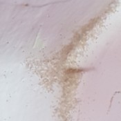 Identifying Insect Eggs - tan eggs in corner of walls and ceiling