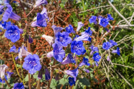 Growing California Blue Bells - wild flowers at Joshua Tree