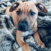 What Breed Is My Dog? - brown puppy on grey fleece