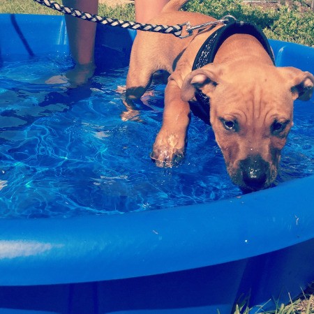 What Breed Is My Dog?