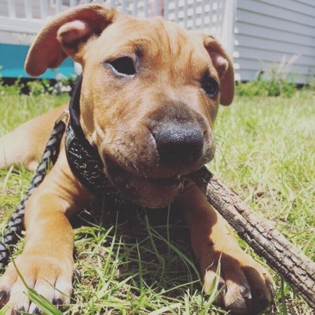 What Breed Is My Dog?