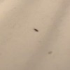 Identifying Small Brown Bugs - long thin bug