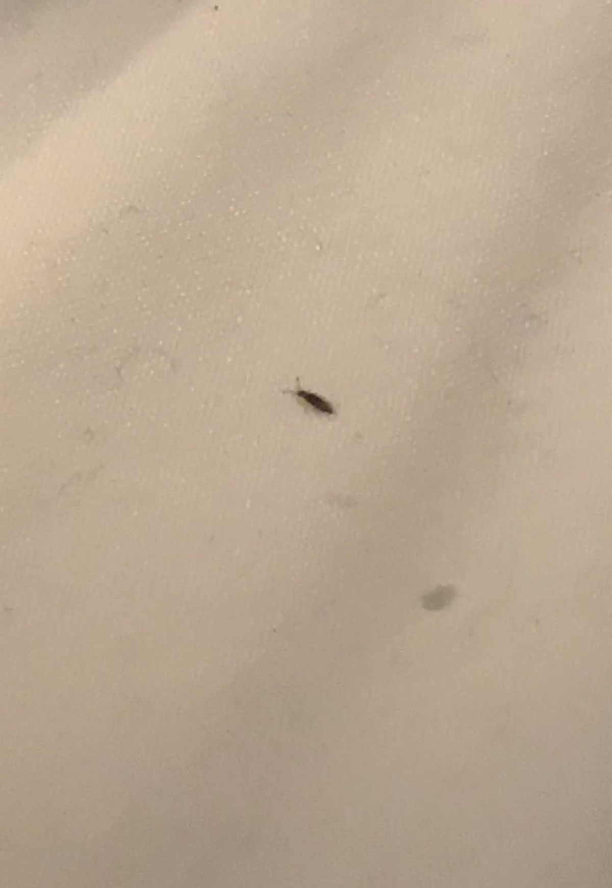 Identifying Small Brown Bugs 2 X5 